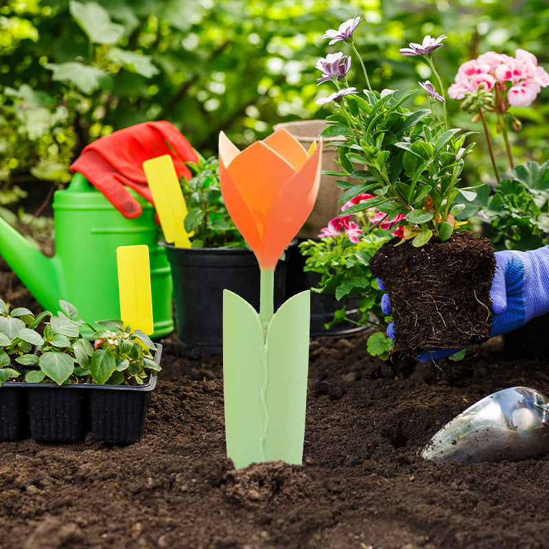 🌷Drypvanding til Tulipanplanter