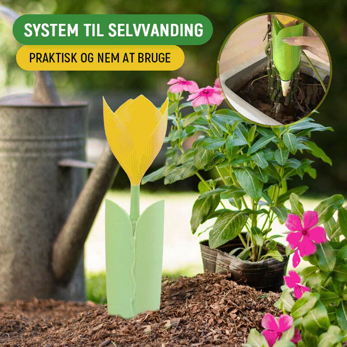 🌷Drypvanding til Tulipanplanter